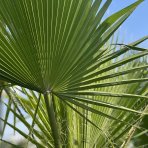 Mexická palma (Washingtonia Robusta)  – výška kmeňa: 30-40 cm, celková výška: 120-150 cm (-4°C) 